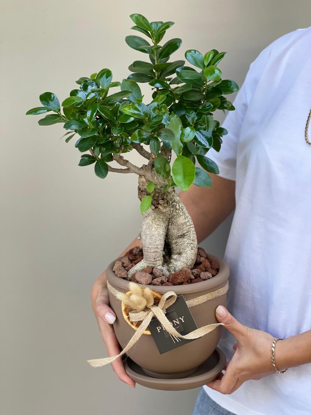 Ficus Microcarpa Bonsai